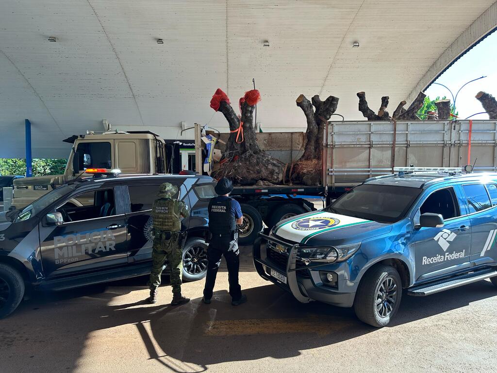 Oliveiras centenárias são apreendidas pela Receita Federal no sudoeste do Estado.